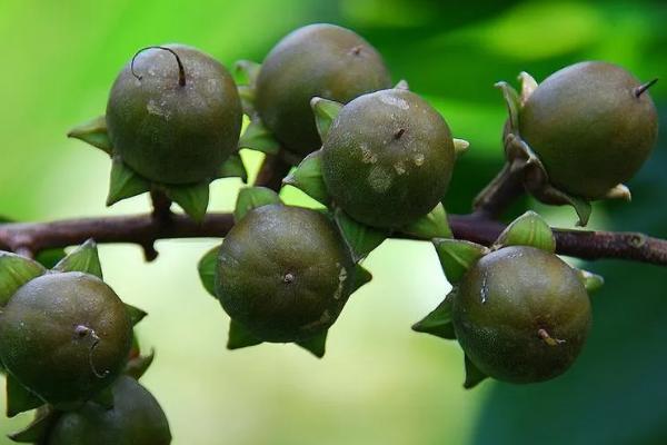 植物的器官是什么，是指根、茎和叶等
