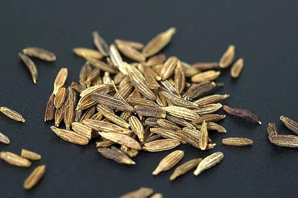 植物的器官是什么，是指根、茎和叶等
