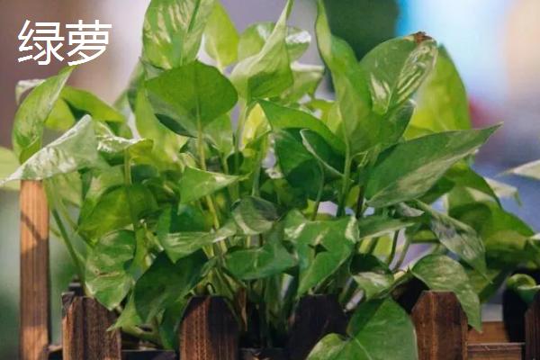 植物的器官是什么，是指根、茎和叶等
