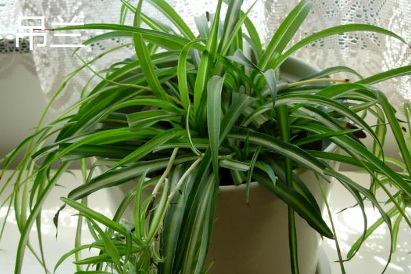 植物的器官是什么，是指根、茎和叶等