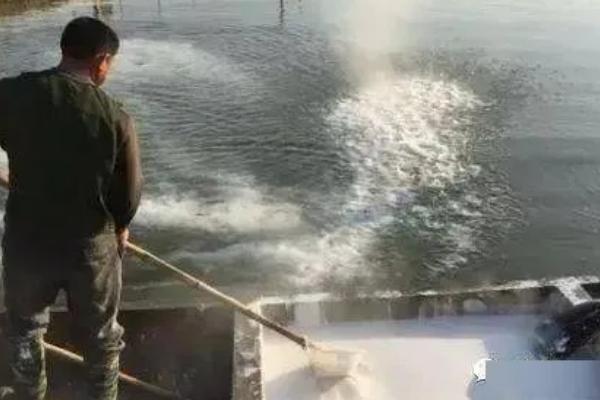 黄骨鱼的放养密度，会受到鱼种规格、养殖模式等条件的影响