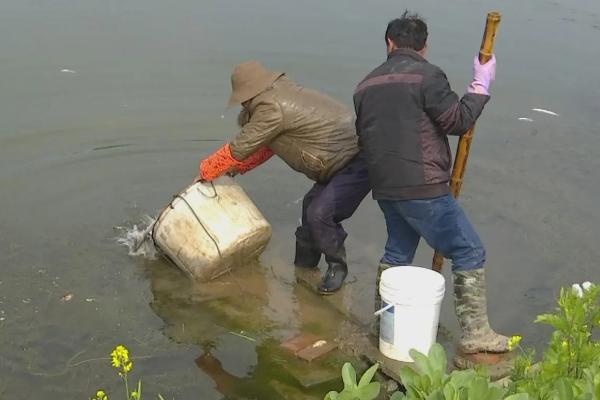 黄骨鱼的放养密度，会受到鱼种规格、养殖模式等条件的影响