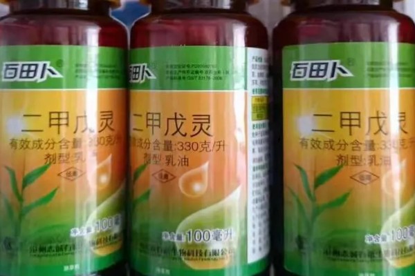 菊科杂草的特征，特征在于种子寿命长
