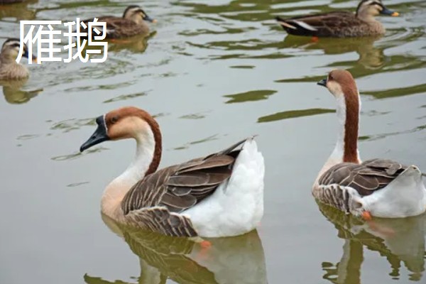 鹅有没有肾，鹅是有肾的