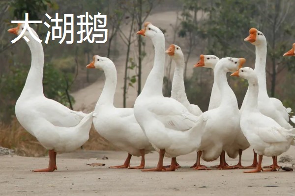 鹅有没有肾，鹅是有肾的