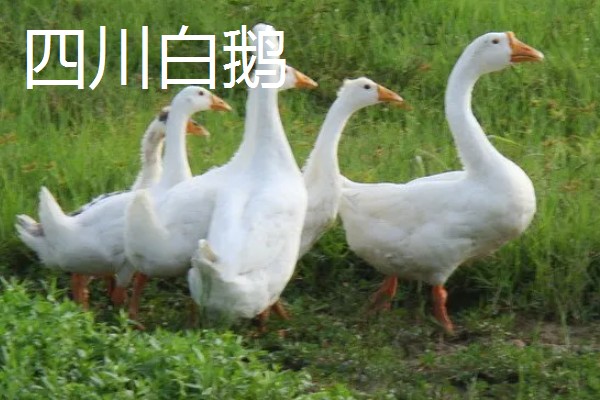 鹅有没有肾，鹅是有肾的