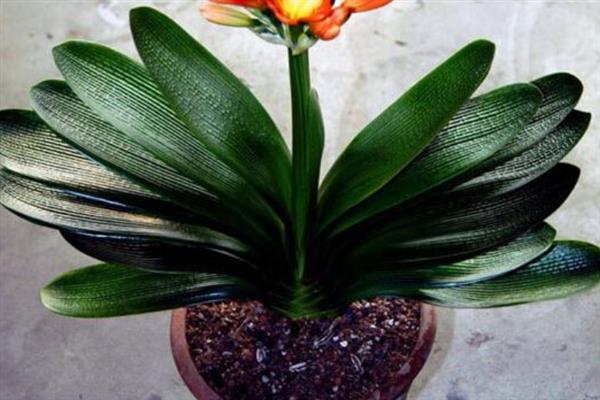 君子兰叶片不对称如何处理,要让长势差的一侧接受光照
