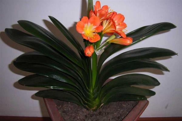 君子兰叶片不对称如何处理,要让长势差的一侧接受光照