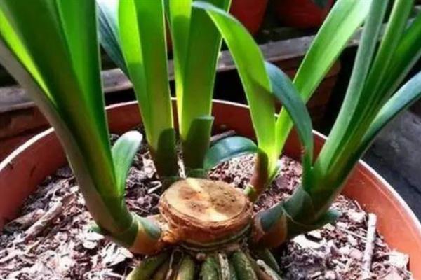 君子兰叶片不对称如何处理,要让长势差的一侧接受光照