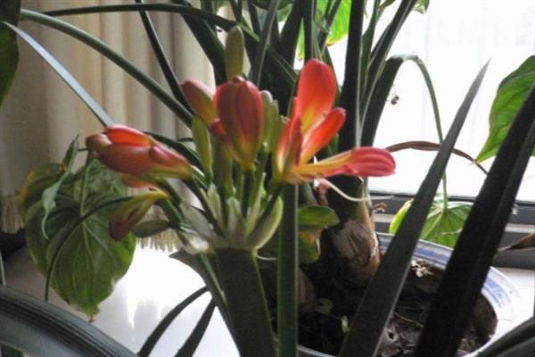 君子兰叶片不对称如何处理,要让长势差的一侧接受光照