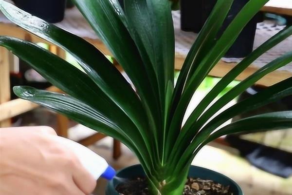 君子兰叶片不对称如何处理,要让长势差的一侧接受光照