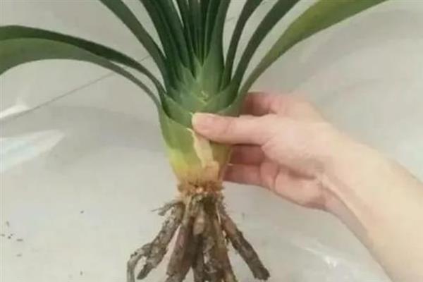 君子兰叶片不对称如何处理,要让长势差的一侧接受光照