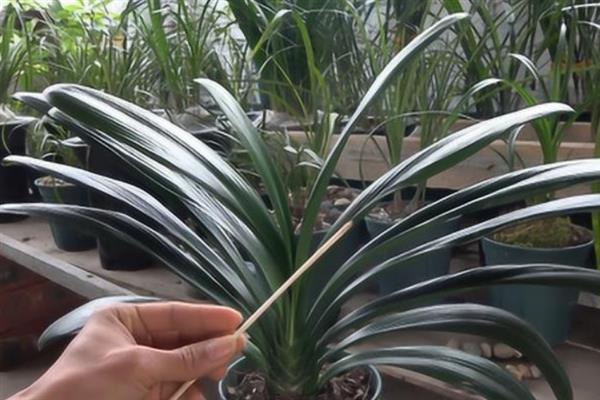 君子兰叶片不对称如何处理,要让长势差的一侧接受光照