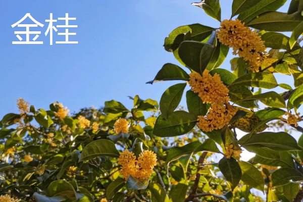 桂花有什么精神内涵，代表忠贞、低调内敛等含义