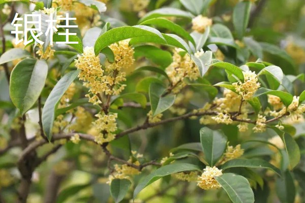 桂花有什么精神内涵，代表忠贞、低调内敛等含义