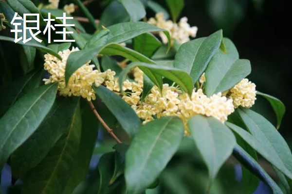 桂花有什么精神内涵，代表忠贞、低调内敛等含义