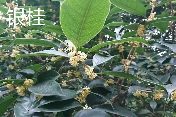桂花有什么精神内涵，代表忠贞、低调内敛等含义