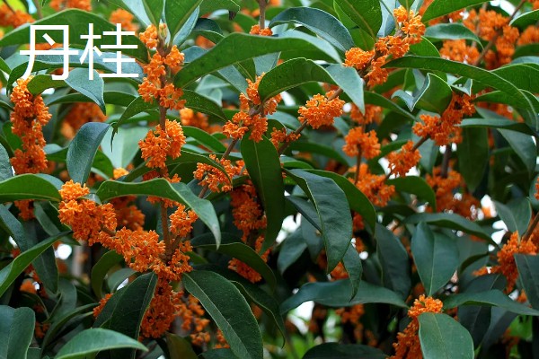 桂花有什么精神内涵，代表忠贞、低调内敛等含义