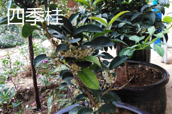 桂花有什么精神内涵，代表忠贞、低调内敛等含义