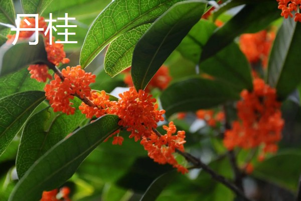 桂花有什么精神内涵，代表忠贞、低调内敛等含义