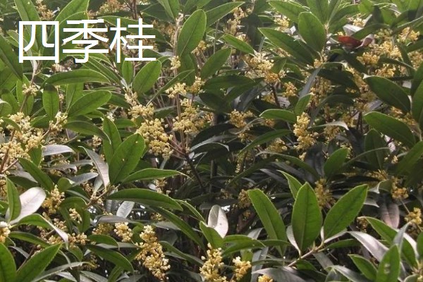 桂花有什么精神内涵，代表忠贞、低调内敛等含义