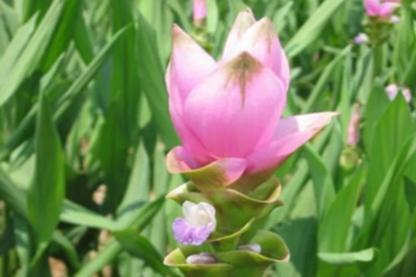 姜荷花种球什么时候挖出来，一般在每年10月份挖出来