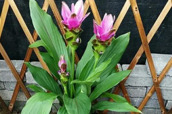 姜荷花种球什么时候挖出来，一般在每年10月份挖出来