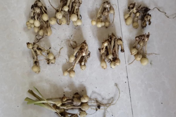 姜荷花种球什么时候挖出来，一般在每年10月份挖出来