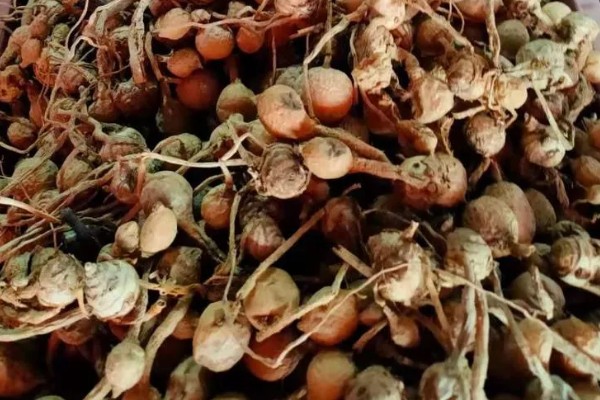姜荷花种球什么时候挖出来，一般在每年10月份挖出来