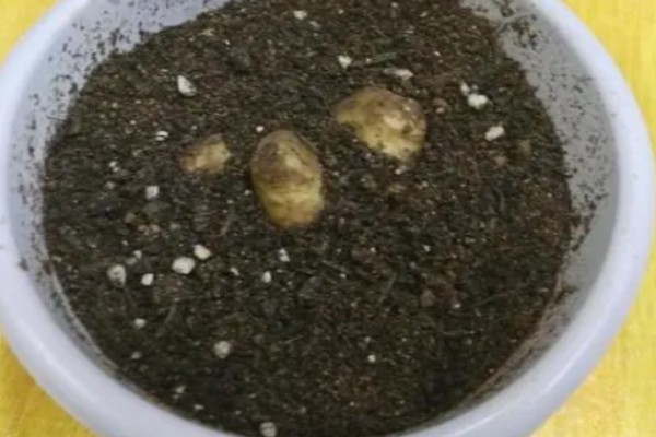 姜荷花种球什么时候挖出来，一般在每年10月份挖出来