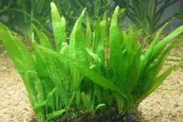 皇冠草的养殖方法，将温度控制在22-30℃