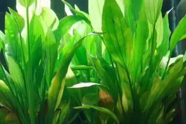 皇冠草的养殖方法，将温度控制在22-30℃