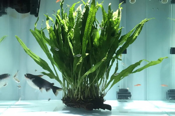 皇冠草的养殖方法，将温度控制在22-30℃