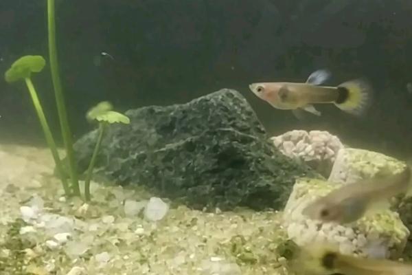 孔雀鱼一个月不喂食会饿死吗，是有可能会饿死的