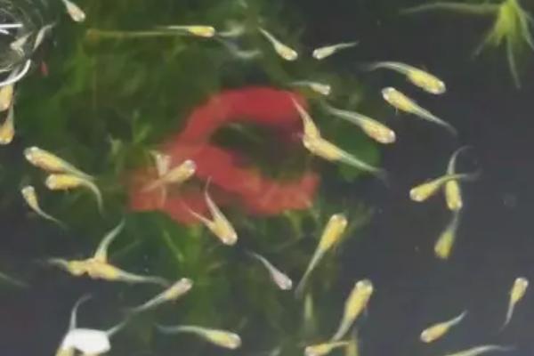 孔雀鱼一个月不喂食会饿死吗，是有可能会饿死的