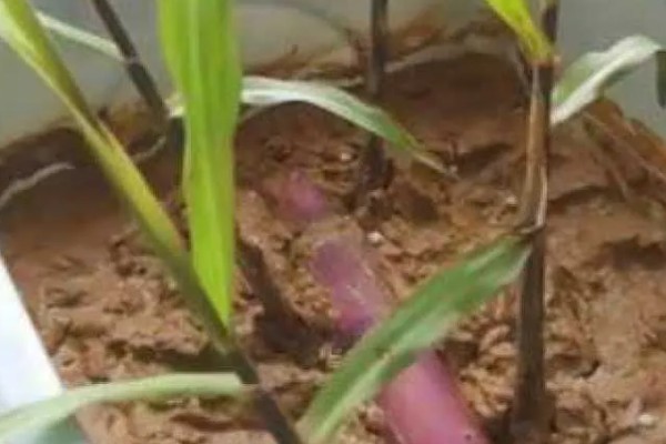 怎么在家种甘蔗，株苗不可损伤甘蔗上的幼芽