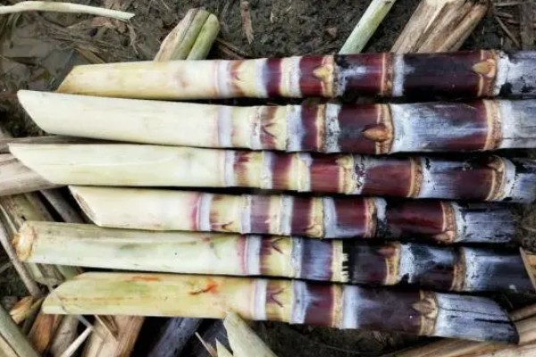怎么在家种甘蔗，株苗不可损伤甘蔗上的幼芽