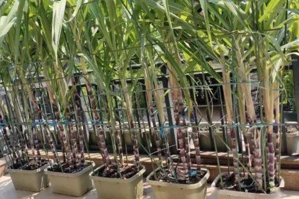 怎么在家种甘蔗，株苗不可损伤甘蔗上的幼芽