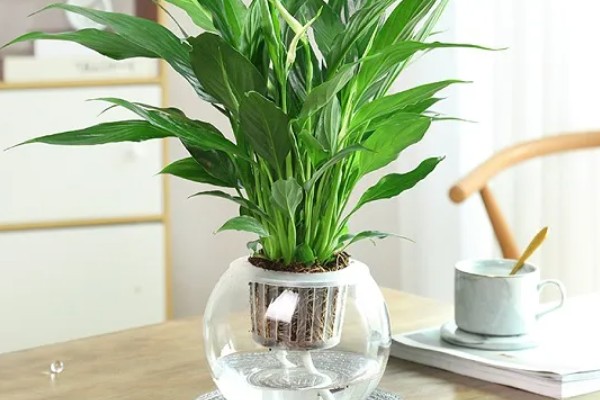 养殖一帆风顺的方法，时常浇水保持盆土湿润