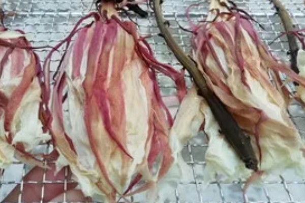 怎么处理剪下来的昙花，可制成干花或水培养殖