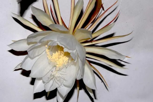 怎么处理剪下来的昙花，可制成干花或水培养殖