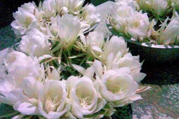 怎么处理剪下来的昙花，可制成干花或水培养殖