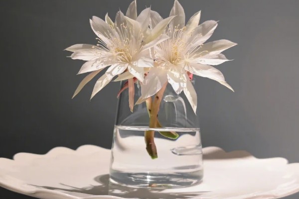 怎么处理剪下来的昙花，可制成干花或水培养殖