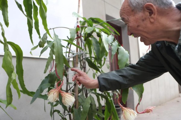 怎么处理剪下来的昙花，可制成干花或水培养殖
