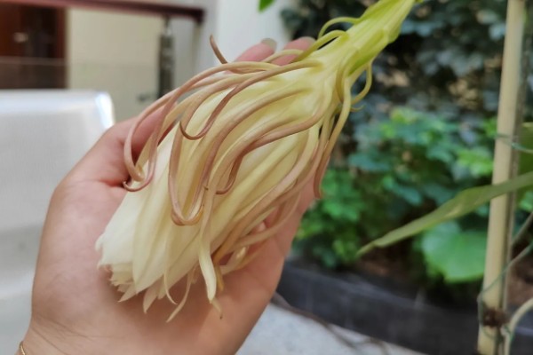 怎么处理剪下来的昙花，可制成干花或水培养殖