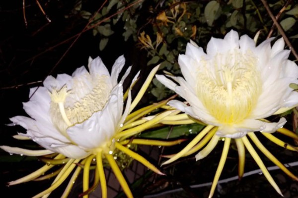 怎么处理剪下来的昙花，可制成干花或水培养殖
