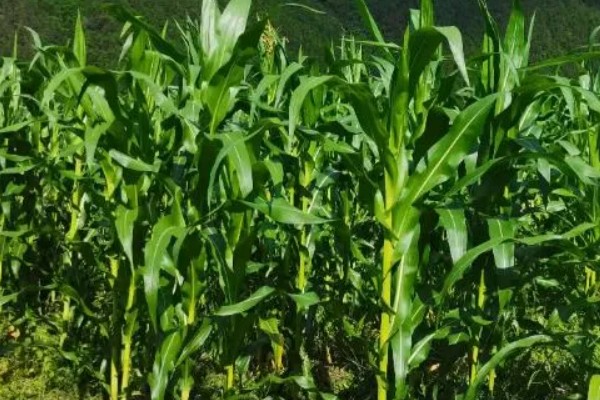 立原296玉米种简介，夏播生育期为105天