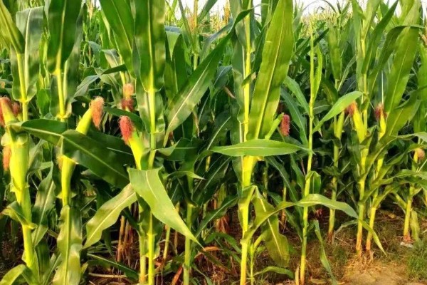 立原296玉米种简介，夏播生育期为105天