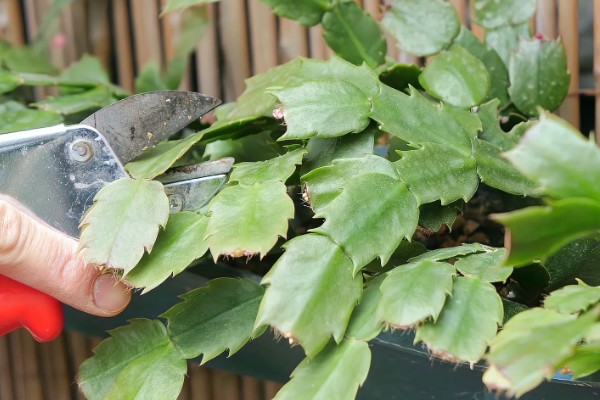 怎么对蟹爪兰剪枝,生长期剪除过于繁密的叶片