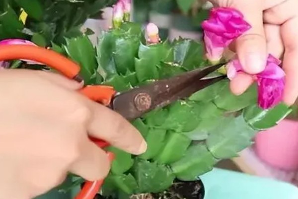 怎么对蟹爪兰剪枝,生长期剪除过于繁密的叶片